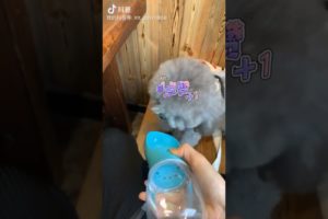 Cute Puppies Doing Funny Things, Cutest Puppies in Tiktok 2022 #Short2991