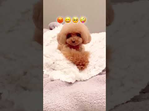 Cute Puppies Doing Funny Things|Cutest Puppies #58.