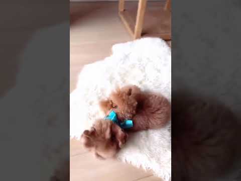 Cute Puppies Doing Funny Things|Cutest Puppies#395.