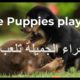 ♥Cute Puppies playing Cutest Dogs الجراء الجميلة تلعب
