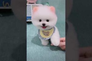 Cute Puppy | White small Dog