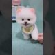 Cute Puppy | White small Dog