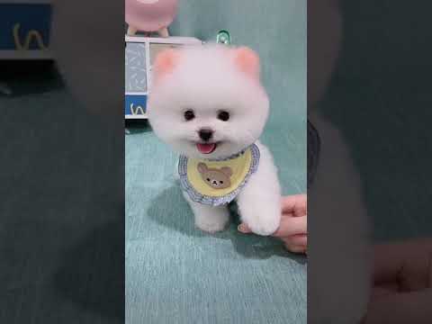 Cute Puppy | White small Dog