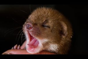 Cute Ways Animals Sleep | From Snoozing Owls to Twitching Weasels🐾