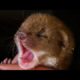 Cute Ways Animals Sleep | From Snoozing Owls to Twitching Weasels🐾