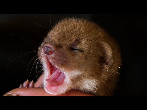 Cute Ways Animals Sleep | From Snoozing Owls to Twitching Weasels🐾