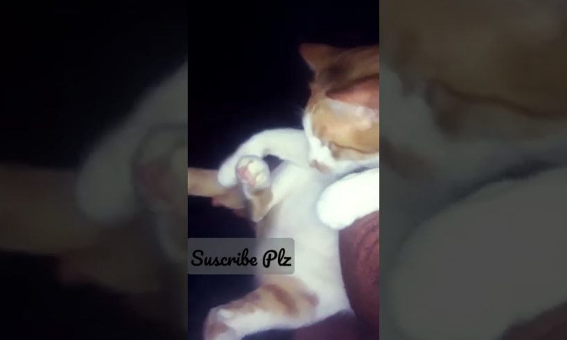 Cute little cat playing with his tail😂😂 || #shorts #animals #cats #short #youtubeshorts
