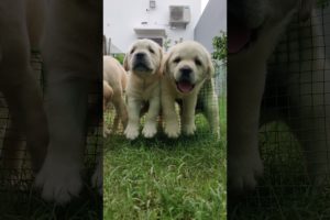 Cutest Labrador Puppies