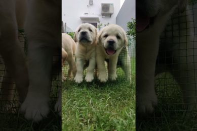 Cutest Labrador Puppies