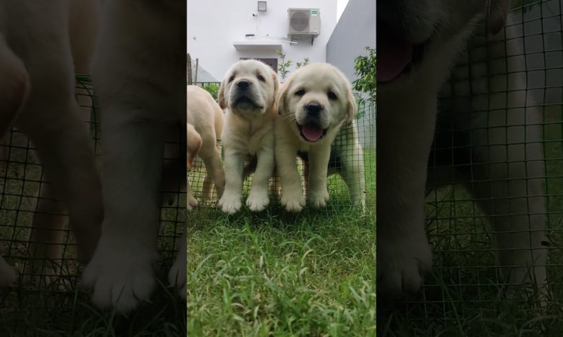 Cutest Labrador Puppies