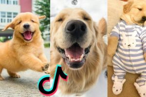 Cutest PUPPIES & Happiest DOGGOS of  Tik Tok Compilation 🤣 #dog #tiktokdog #cute #youtube