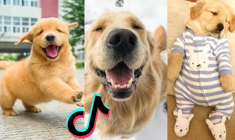 Cutest PUPPIES & Happiest DOGGOS of Tik Tok Compilation 🤣 #dog #tiktokdog #cute #youtube