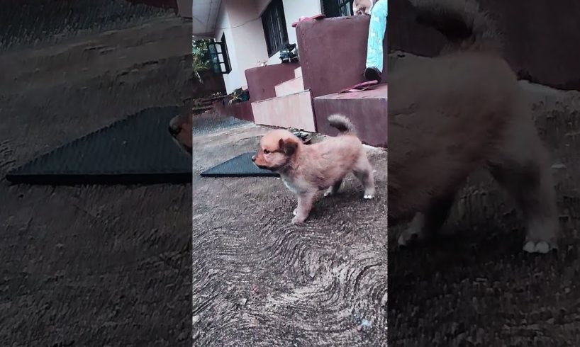 Cutest Puppies B Gosh TV Nature Show #Shorts