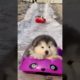 Cutest Puppies | Cute baby animals | Cutest moment of the animals #shorts