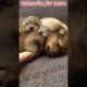 Cutest Puppies You Ever seen 😍😍 ll2023 ll #shorts #tiktok #cutepuppy #petdog #new #funnyvideo #dog