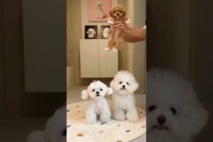 Cutest dogs reactions || cute puppies #shorts