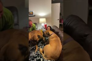 Cutest dogs think they are still puppies