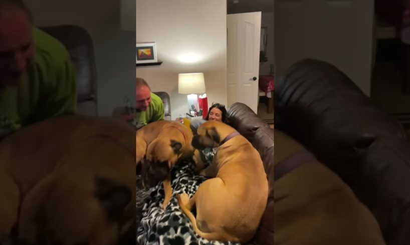 Cutest dogs think they are still puppies