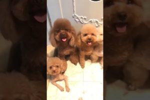 Cutest puppies 🥰 Dogs Are the Best🥰Cute Pomeranian720p