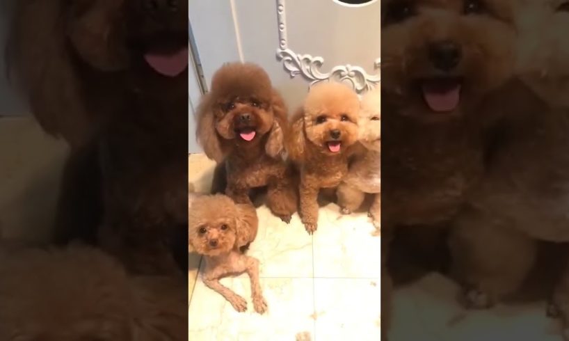 Cutest puppies 🥰 Dogs Are the Best🥰Cute Pomeranian720p