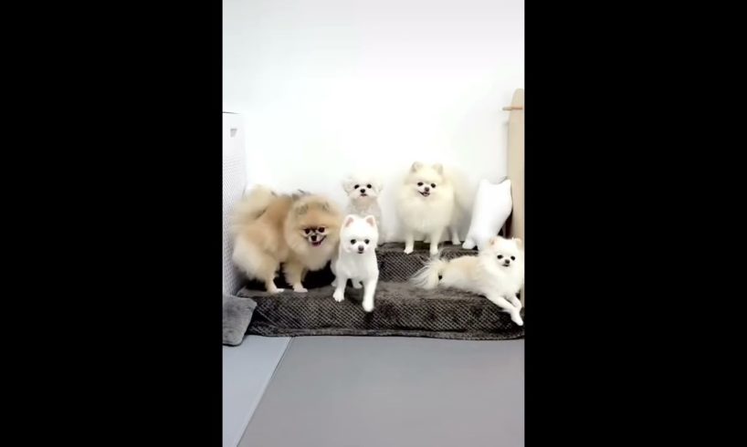 Cutest puppies ever  🐶 🥰