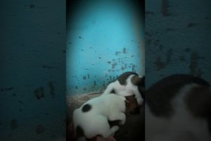 Cutest puppies starting life