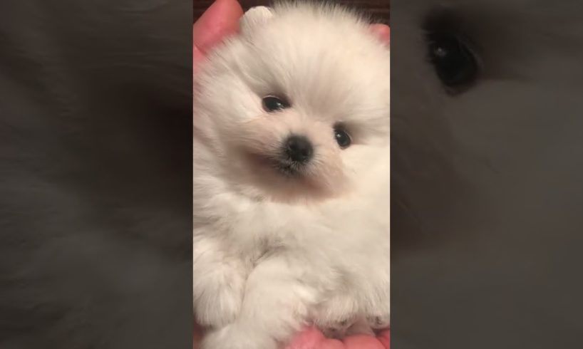 Cutest puppy video! WhatsApp status! #shorts #dogsworld #doglover #dog #trending #youtubeshorts