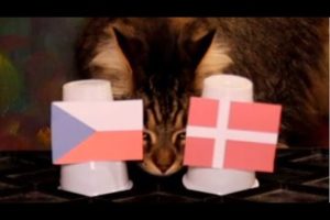 Czech Republic Vs Denmark - Animals Euro 2021 Prediction