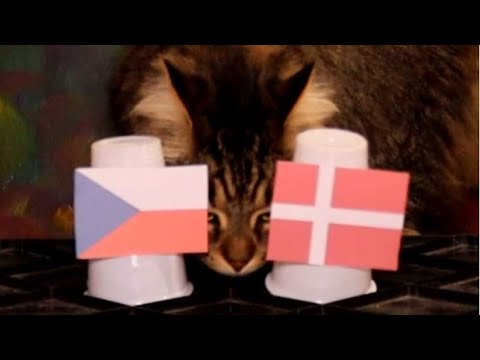 Czech Republic Vs Denmark - Animals Euro 2021 Prediction