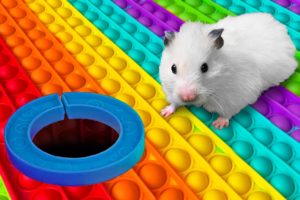 DIY Pop It Hamster Maze