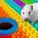 DIY Pop It Hamster Maze