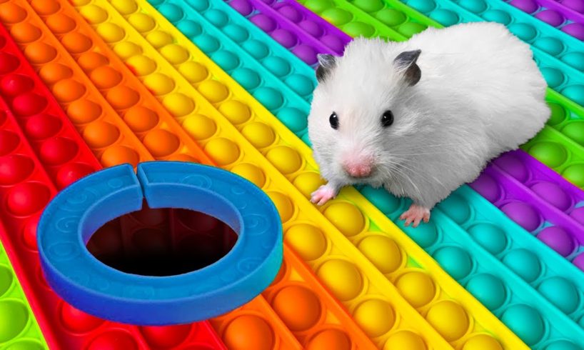 DIY Pop It Hamster Maze
