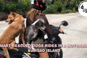 DOGS RIDING IN THE MOTORBIKE / SIARGAO ANIMAL RESCUES