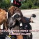 DOGS RIDING IN THE MOTORBIKE / SIARGAO ANIMAL RESCUES