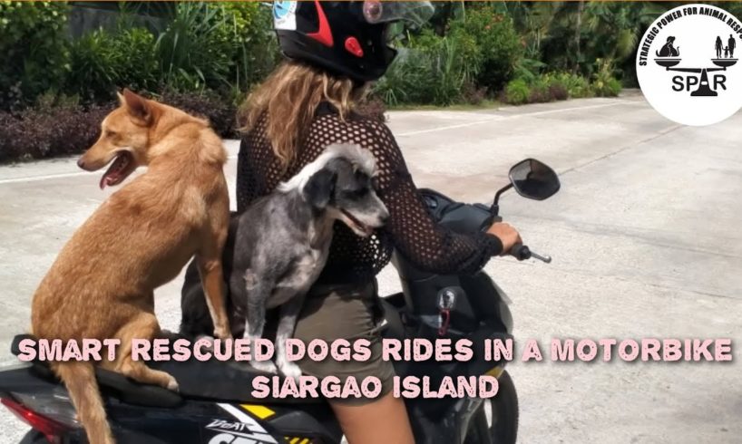 DOGS RIDING IN THE MOTORBIKE / SIARGAO ANIMAL RESCUES