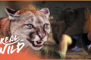 Dangerous Animals Hunt Humans | Human Prey Compilation | Real Wild