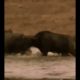 Discovery Wild Animal Fights   2 Buffalo vs 10 Lion, Hyena & Wild dogs attacks Deer   Baboon,tiger
