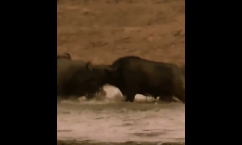 Discovery Wild Animal Fights   2 Buffalo vs 10 Lion, Hyena & Wild dogs attacks Deer   Baboon,tiger