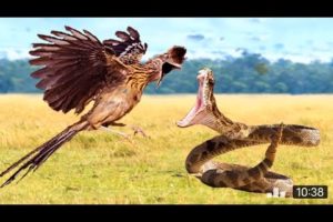 Discovery Wild Animal Fights discovery channeliscovery channel in hindi discovery channel 2021