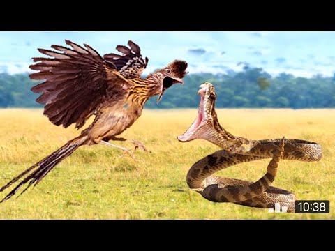 Discovery Wild Animal Fights discovery channeliscovery channel in hindi discovery channel 2021