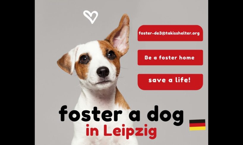 Do you live in Leipzig and want to foster a dog? - Takis Shelter
