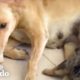 Dog Is The World's Bravest Mom | The Dodo
