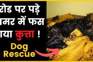 Dog Rescue Video | Charcoal में फस गया कुत्ता || रोड डामर || Dog in charcoal || #shorts