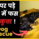 Dog Rescue Video | Charcoal में फस गया कुत्ता || रोड डामर || Dog in charcoal || #shorts