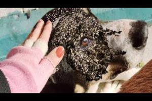 Dog in pain thanks his savior! Dog Rescued FROM Huge Maggots! Mangoworms eаt this alive! 犬からワームを取り除