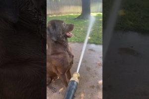 Dog playing with a hose - cuteness overload, cute and funny animals videos 2021- #shorts
