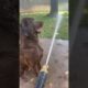 Dog playing with a hose - cuteness overload, cute and funny animals videos 2021- #shorts