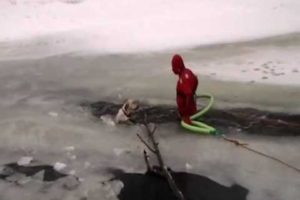 Dog rescue!  Yellow lab in icy river!