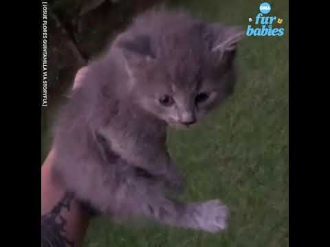 Dog rescues kitten trapped in a hose