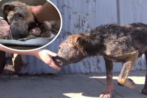 Dog was chased away because of her ugly appearance, hiding in a damp street corner | Story 2022